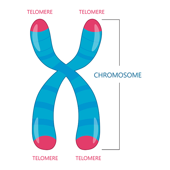 telomeres image